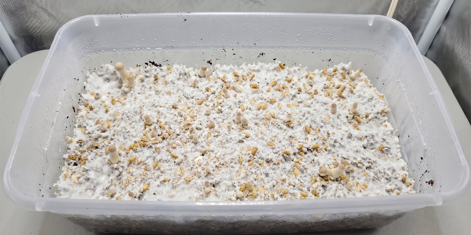 Shoebox Tek fruiting conditions explained Shoebox Tek fruiting conditions explained