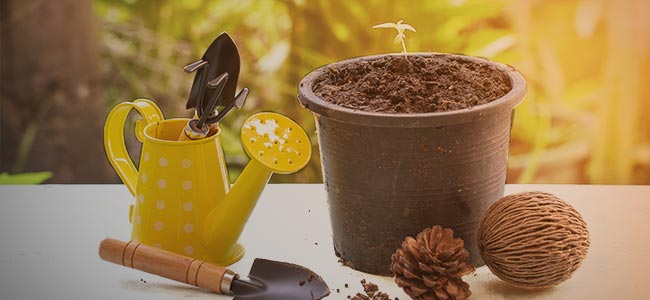 IT'S FUN TO GROW YOUR OWN MARIJUANA PLANTS