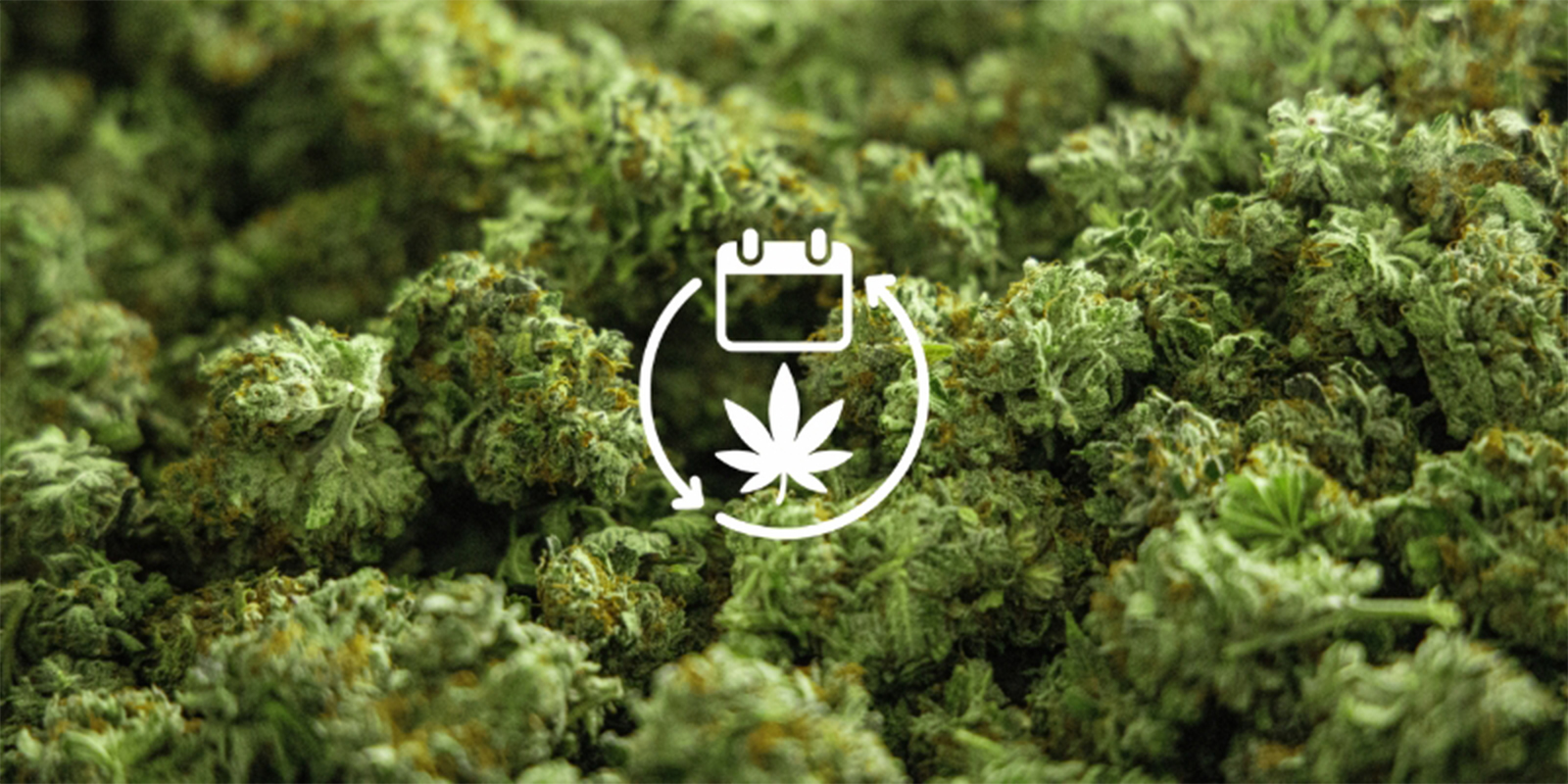 Reason #4: Year-round supply