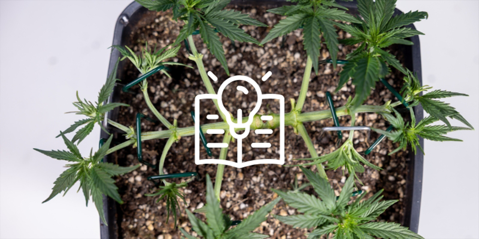 Reason #6: Learn a rewarding skill