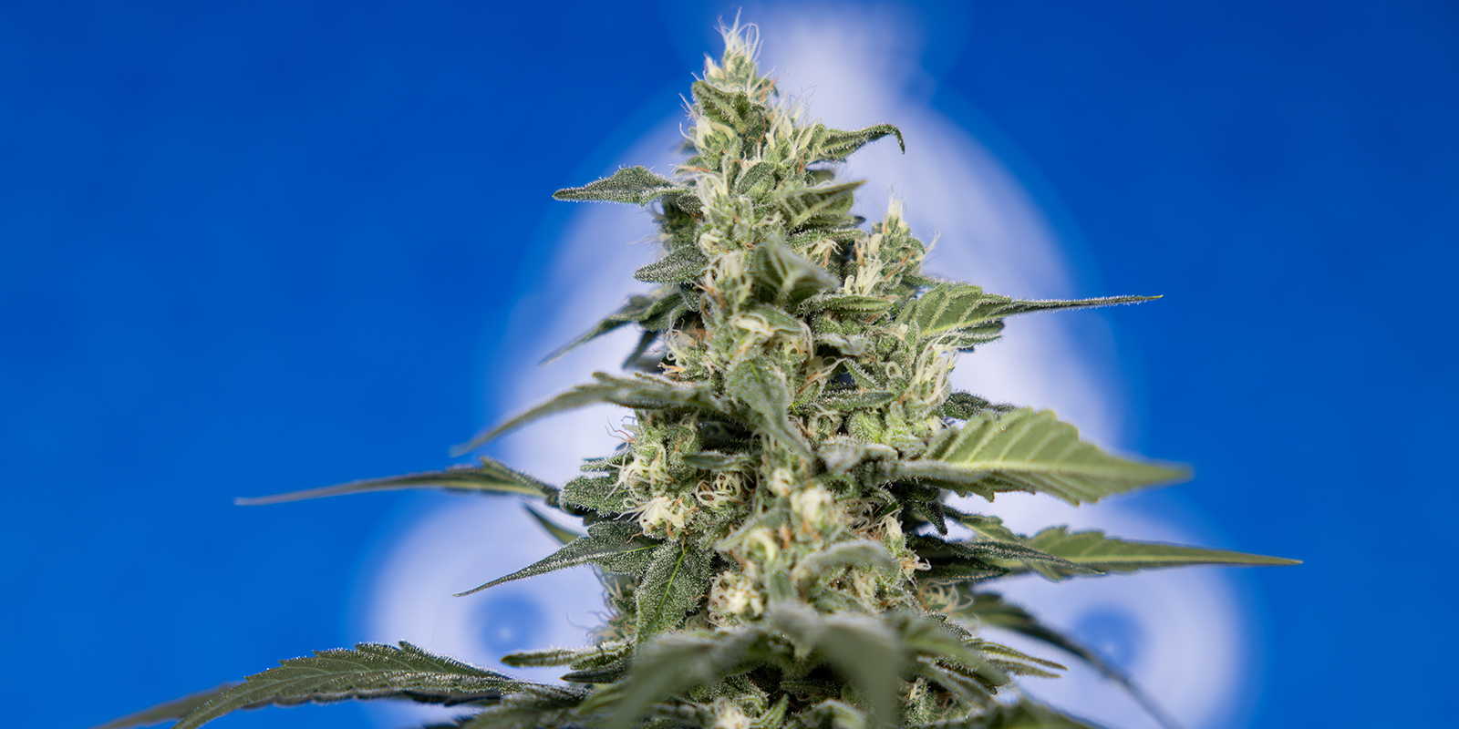 Should you grow your own weed?