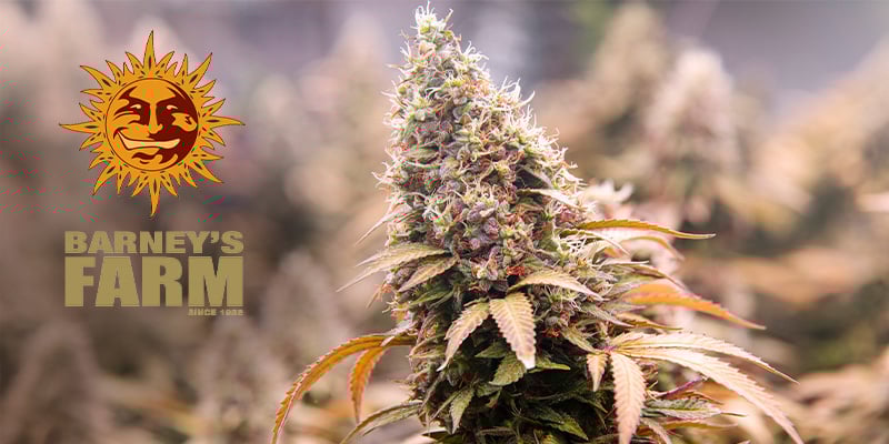 Barney's Farm