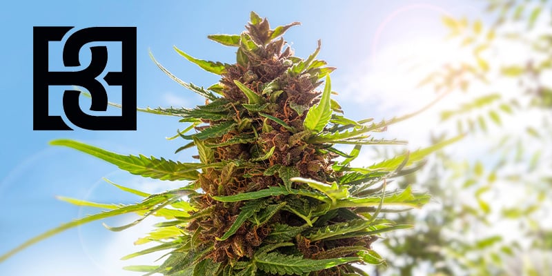Blimburn Seeds