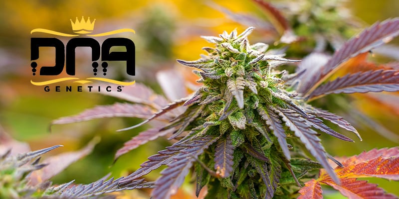 DNA Genetics