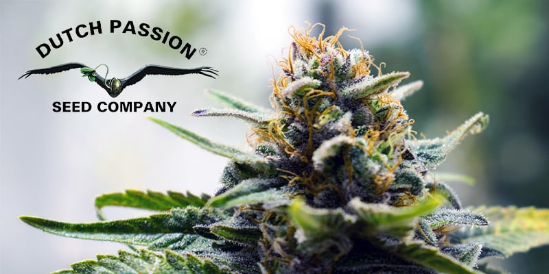 Dutch Passion