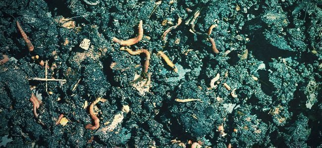 What Are Organic Fertilisers?
