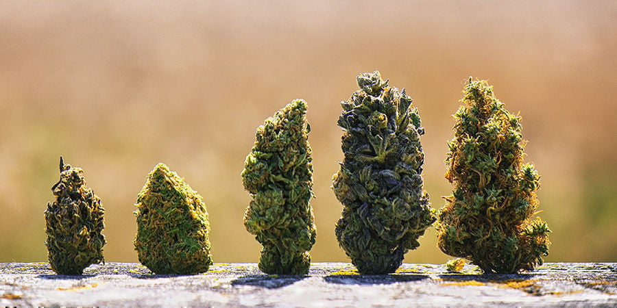 The Best American Cannabis Strains