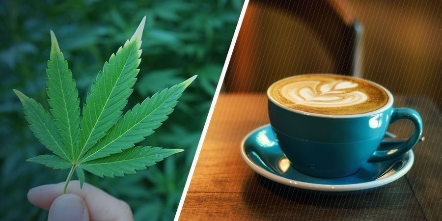 WHAT ARE THE SEPARATE EFFECTS OF CANNABIS AND CAFFEINE?