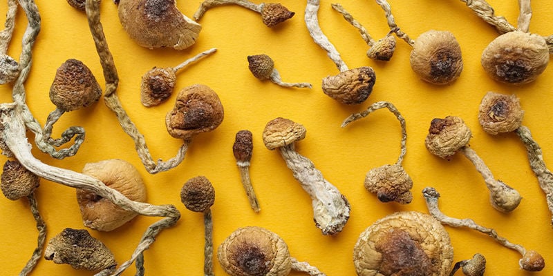 4 main magic mushroom genera