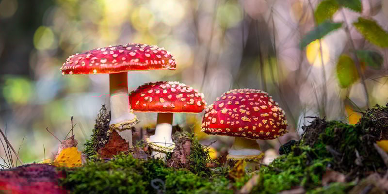 Amanita muscaria