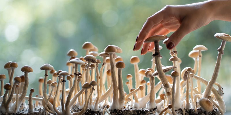How many types of psychedelic mushrooms are there?