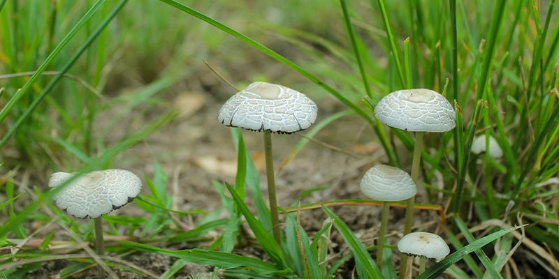 Panaeolus