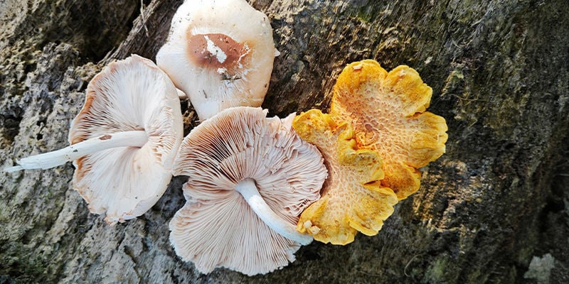 Pluteus