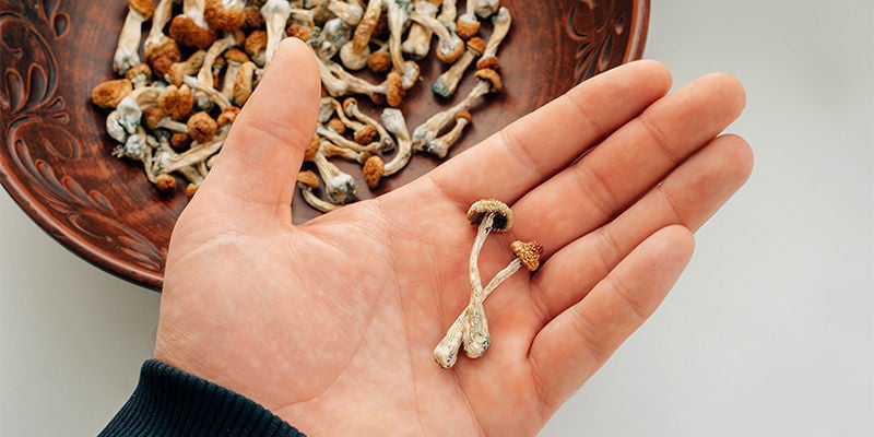 What distinguishes psilocybin mushrooms from other types of mushrooms?