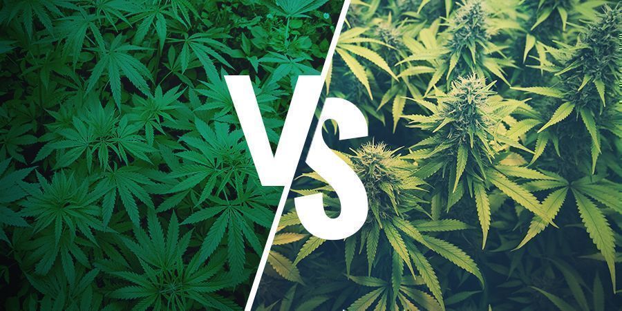 WHAT IS HEMP AND HOW IS IT DIFFERENT FROM MARIJUANA?