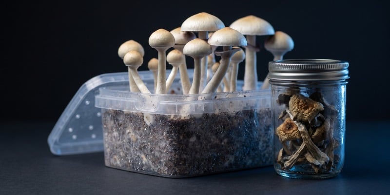 What are magic mushrooms? What are magic mushrooms?