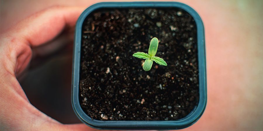 Impatience With Germinating Seeds