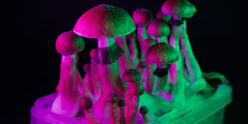 Magic Mushrooms