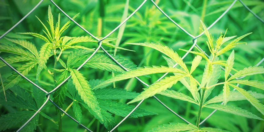 Choosing your cannabis growing site