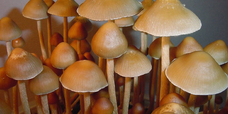 Psilocybe Mexicana