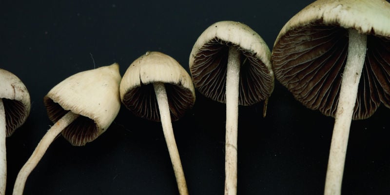 Psilocybe Semilanceata 