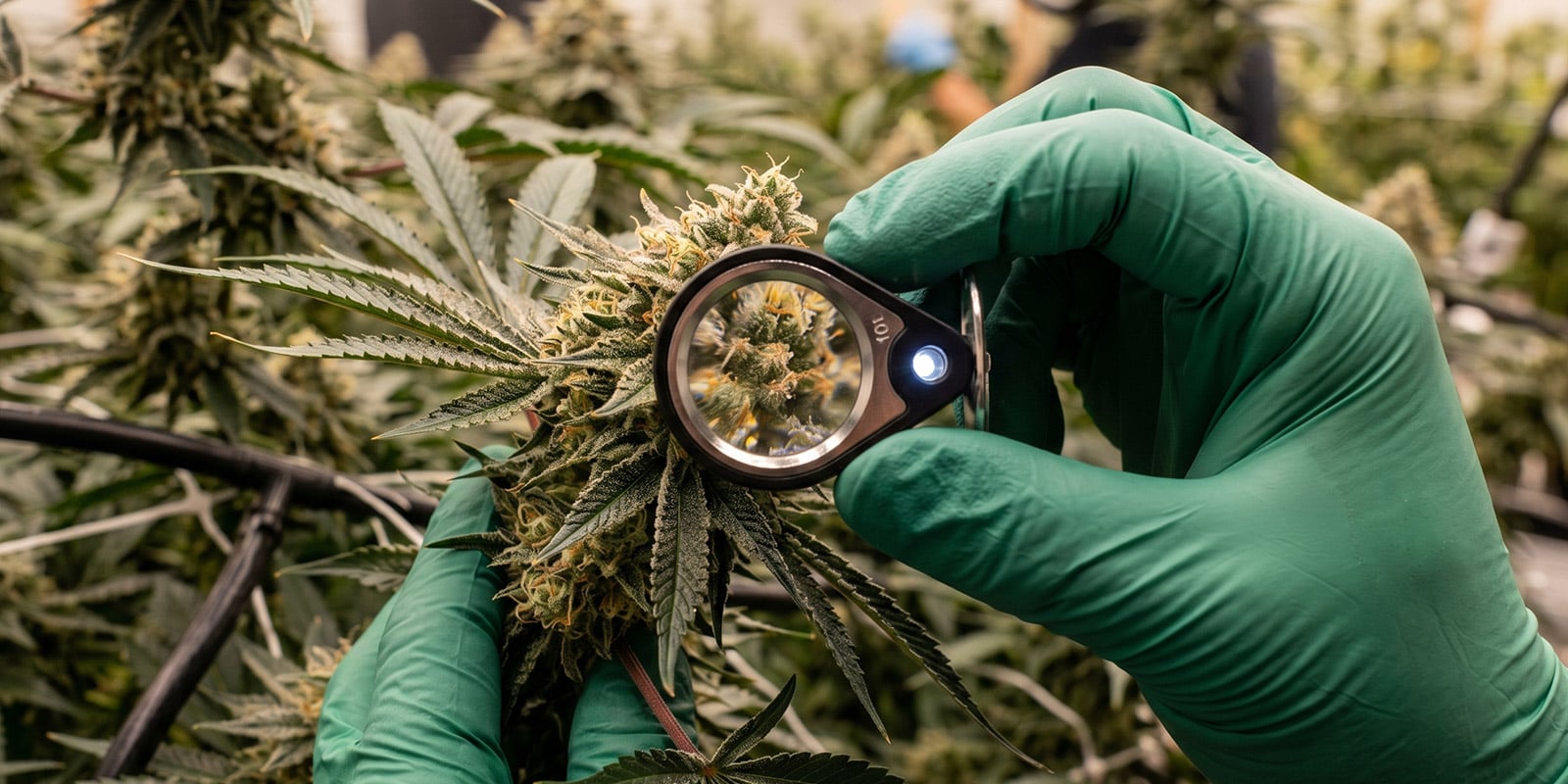 Original weed strains and their influence on modern cannabis Original weed strains and their influence on modern cannabis