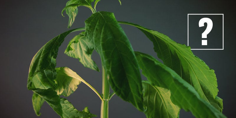 How To Use Salvia divinorum?