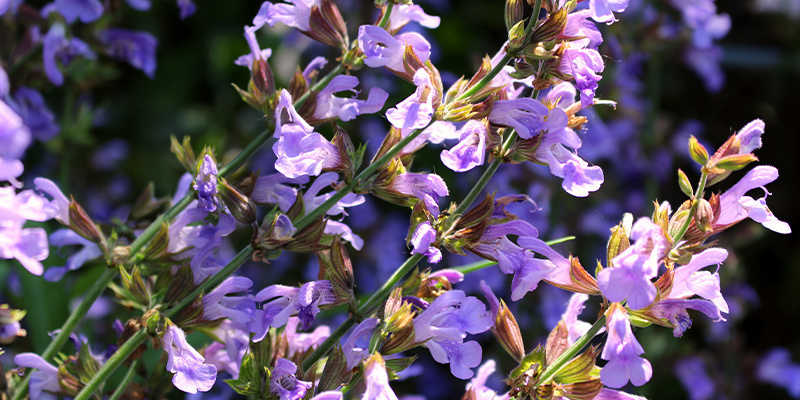 Learn your way around Salvia divinorum