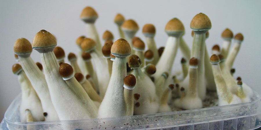 How To Grow Magic Mushrooms