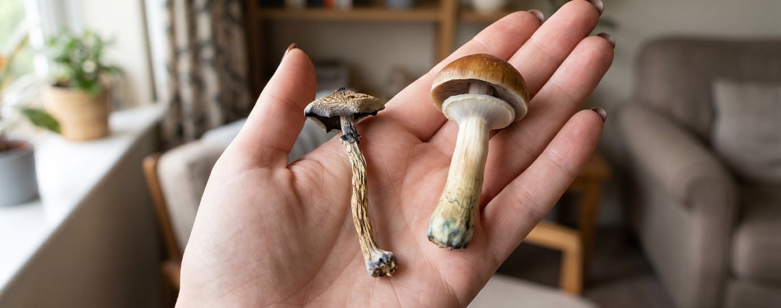 How to dry mushrooms? How to dry mushrooms?