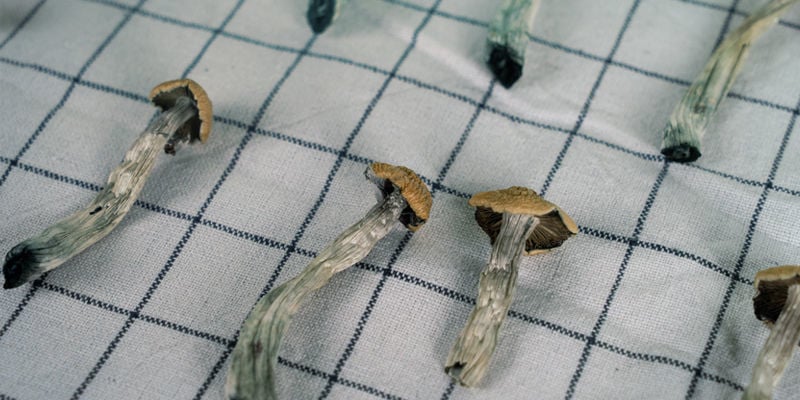 Pre-Drying Your Magic Mushrooms