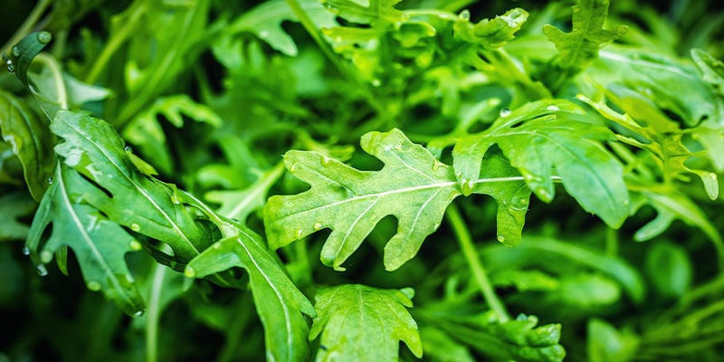 Wild Lettuce: 140 °C / 284 °F