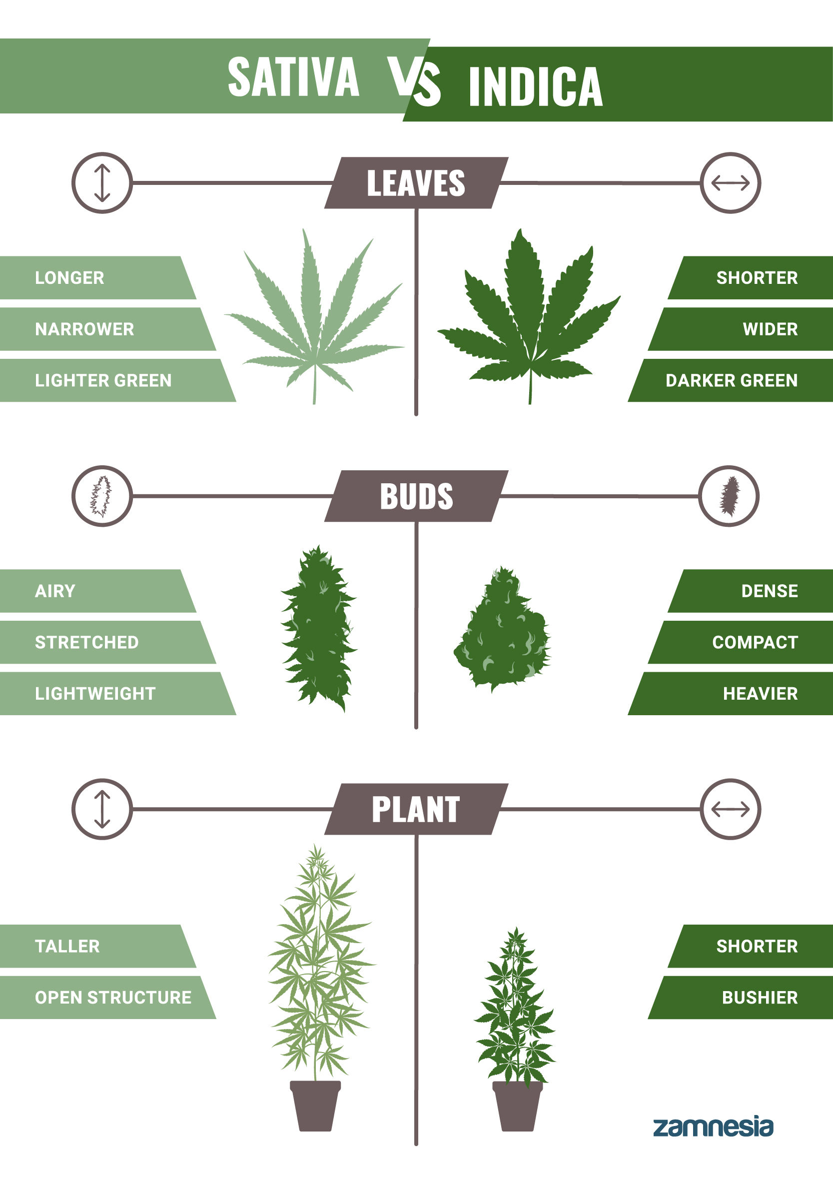 Indica VS Sativa Does It Still Matter In 2024? Zamnesia USA