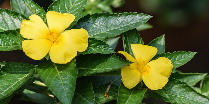 What is damiana?