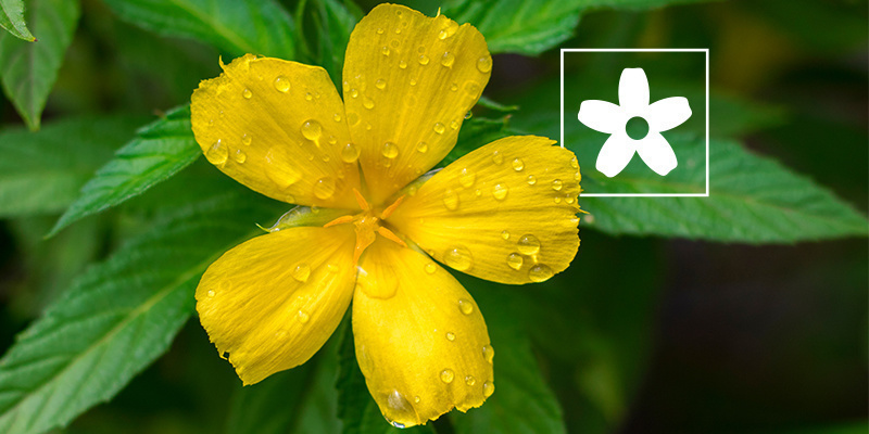 How to use damiana: Everything you need to know