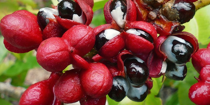 Guarana