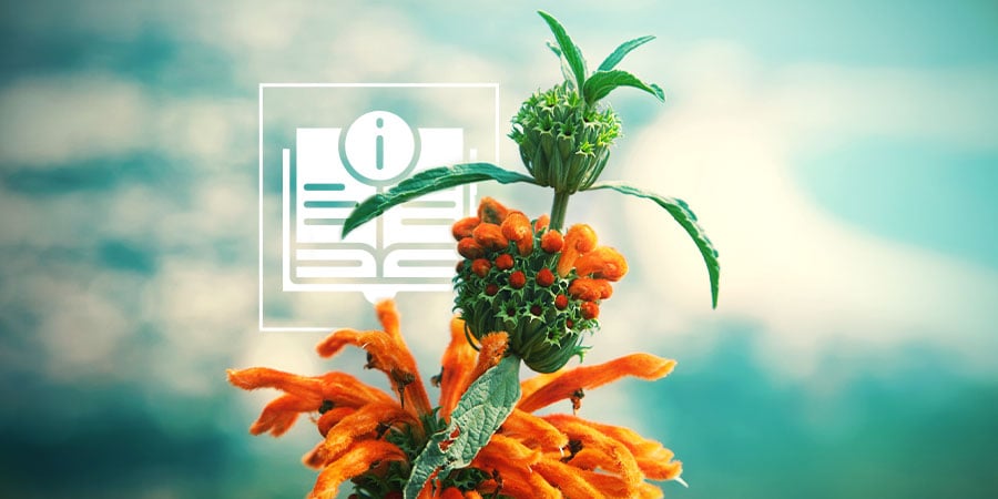 Leonotis Leonurus: Everything You Need To Know