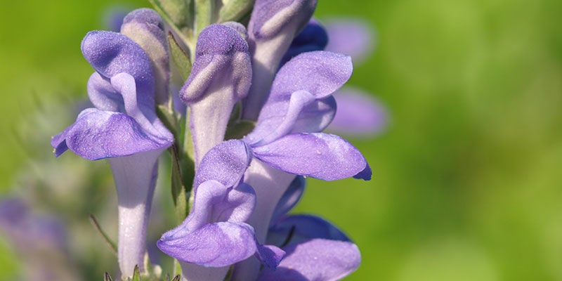 BOTANY OF SKULLCAP