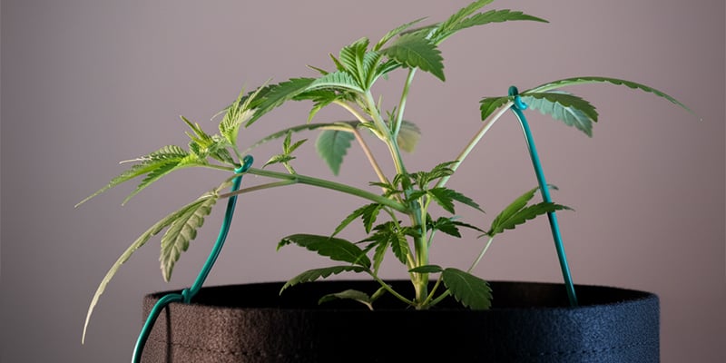 Common mistakes to avoid with low-stress training Common mistakes to avoid with low-stress training