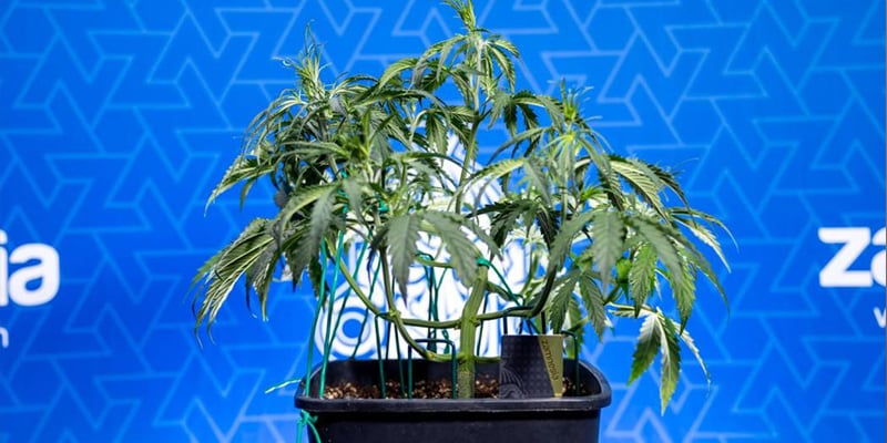 Is low-stress training worth it? Is low-stress training worth it?