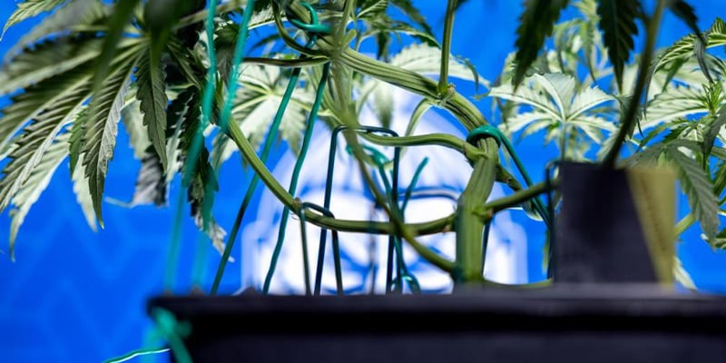 When to start LST When to start LST