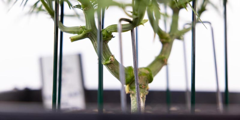 What makes a cannabis strain suitable for LST? What makes a cannabis strain suitable for LST?