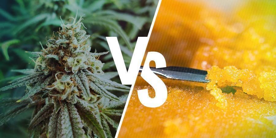 DIFFERENCE BETWEEN THE CANNABIS FLOWER AND CONCENTRATES