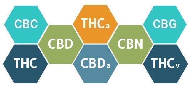 cannabinoids in cannabis