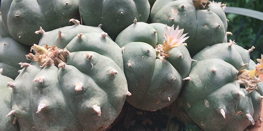 Mescaline cacti