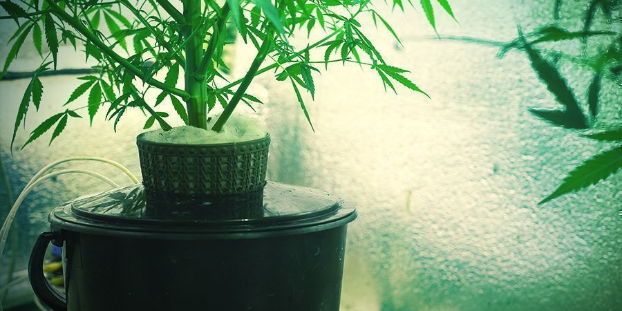What is Hydroponic Cannabis Culture?