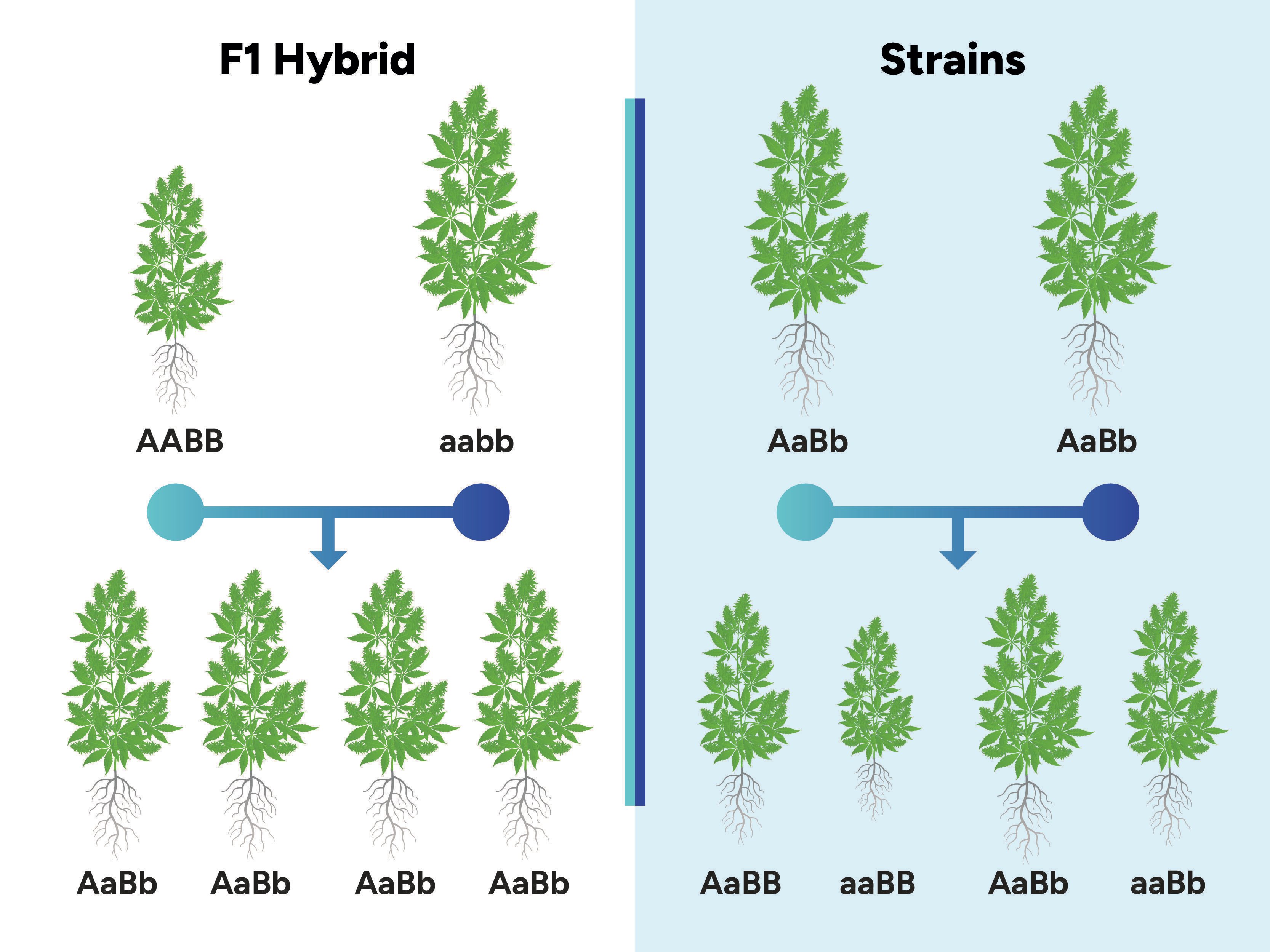 What Are F1 Cannabis Hybrids?