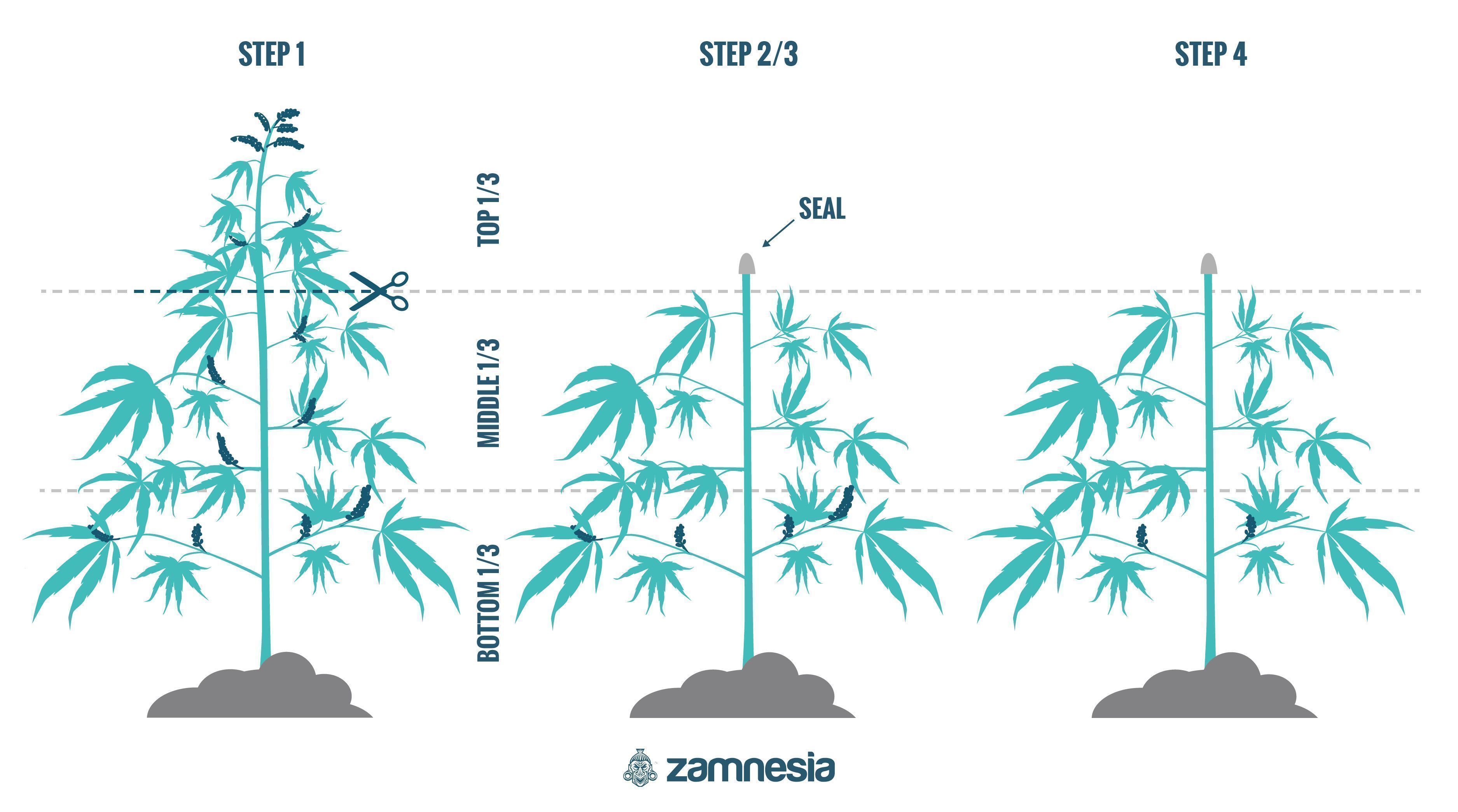 How To Regenerate Cannabis Plants