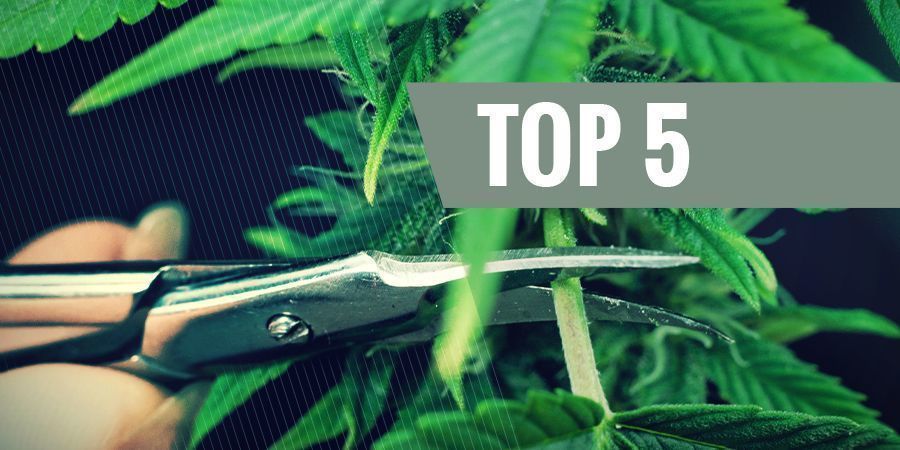 THE 5 MOST COMMON TRIMMING TECHNIQUES