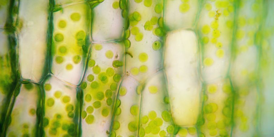 CHLOROPLASTS